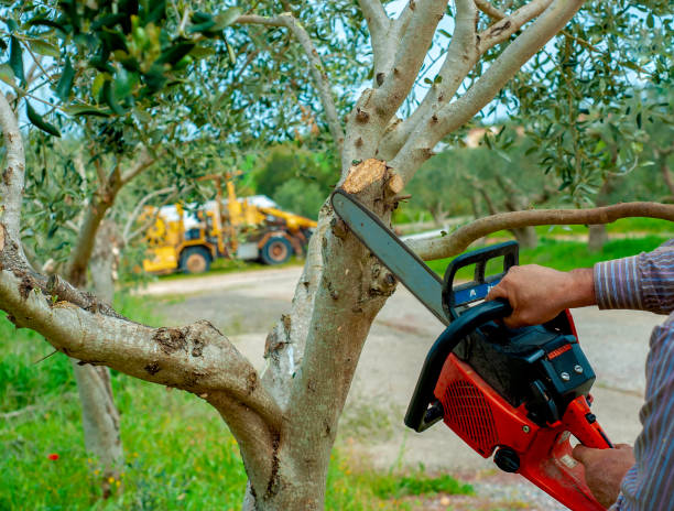 Dead Tree Removal in Uvalde Estates, TX